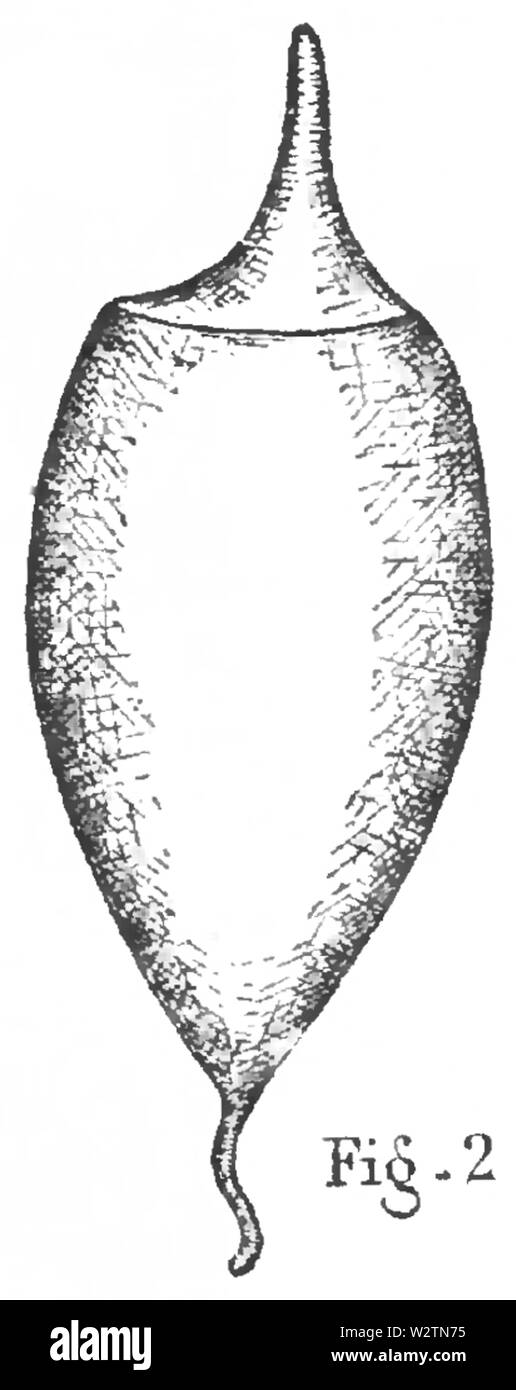 Eustichium Norvegicum - Fig-2 Banque D'Images Eustichium Norvegicum - Fig-2 Banque D'Images
