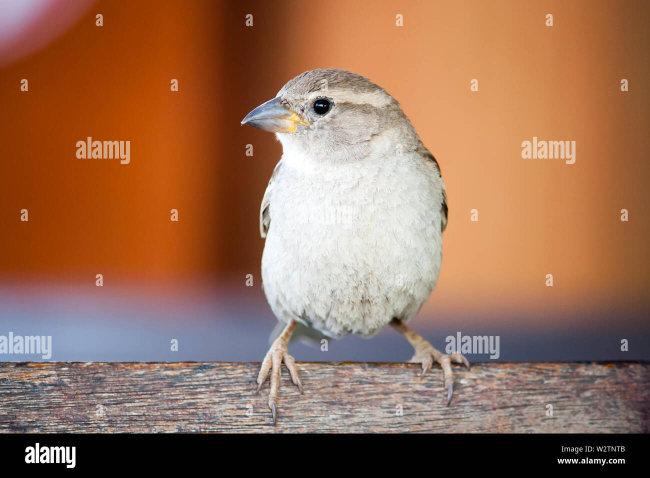 Sparrow bird fermer portrait. Sparrow songbird (famille Passeridae) assis se percher et chanter sur planche de bois la photo en gros plan avec orange rouge backgrou Banque D'Images