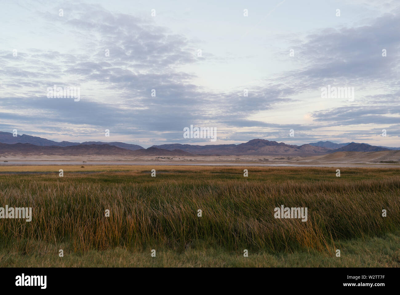 Image prise dans la zone naturelle du lac Grimshaw près de Tecopa dans le comté d'Inyo, en Californie. Il s'agit d'un domaine préoccupant pour l'environnement. Banque D'Images