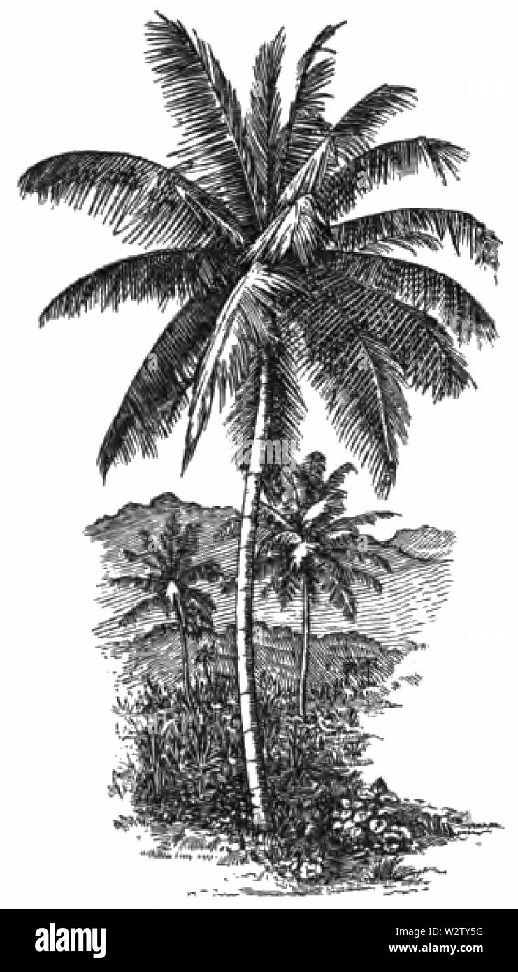 Fotg d cacao031 le coco palm écrou Banque D'Images