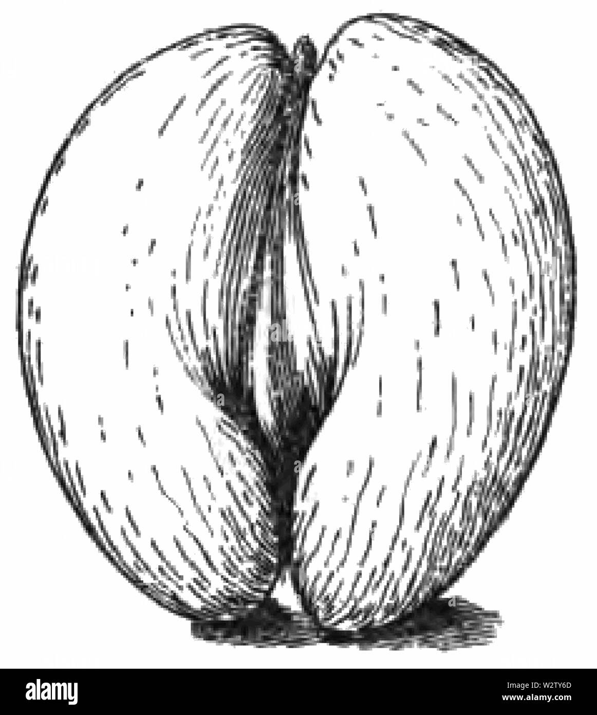 Fotg d cacao032 coco de mer Banque D'Images