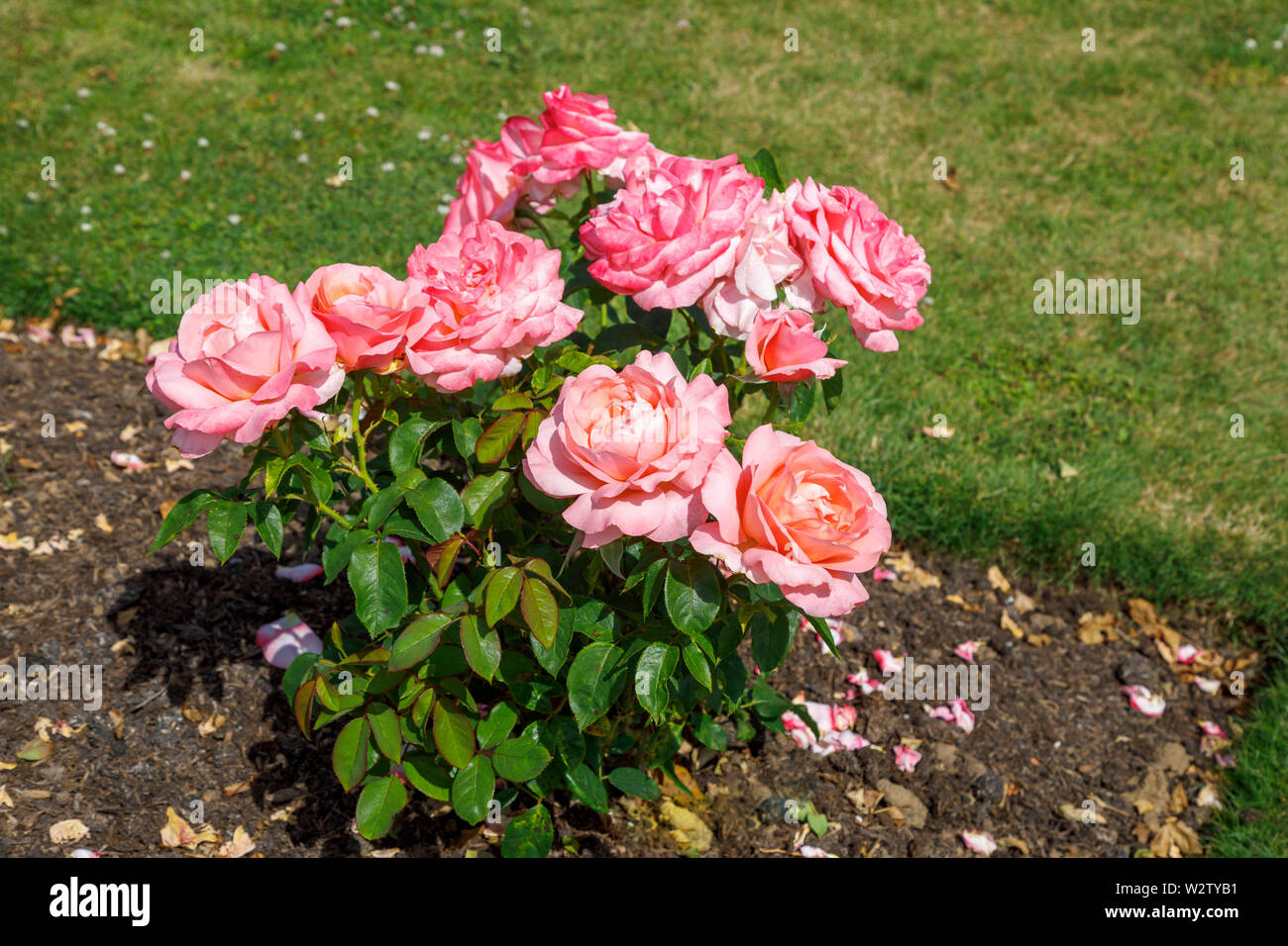 Hybrides de thé rose Rosier arbustif 'Belle Dame' en fleurs en été dans le jardin de Mme Greville, Polesden Lacey, Great Bookham, Surrey Banque D'Images