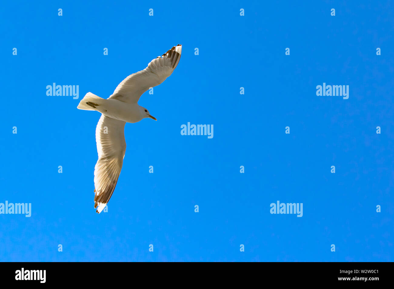 Mouette en vol contre un ciel bleu clair qu'il en a l'air du hareng dans l'archipel de la Finlande. Banque D'Images