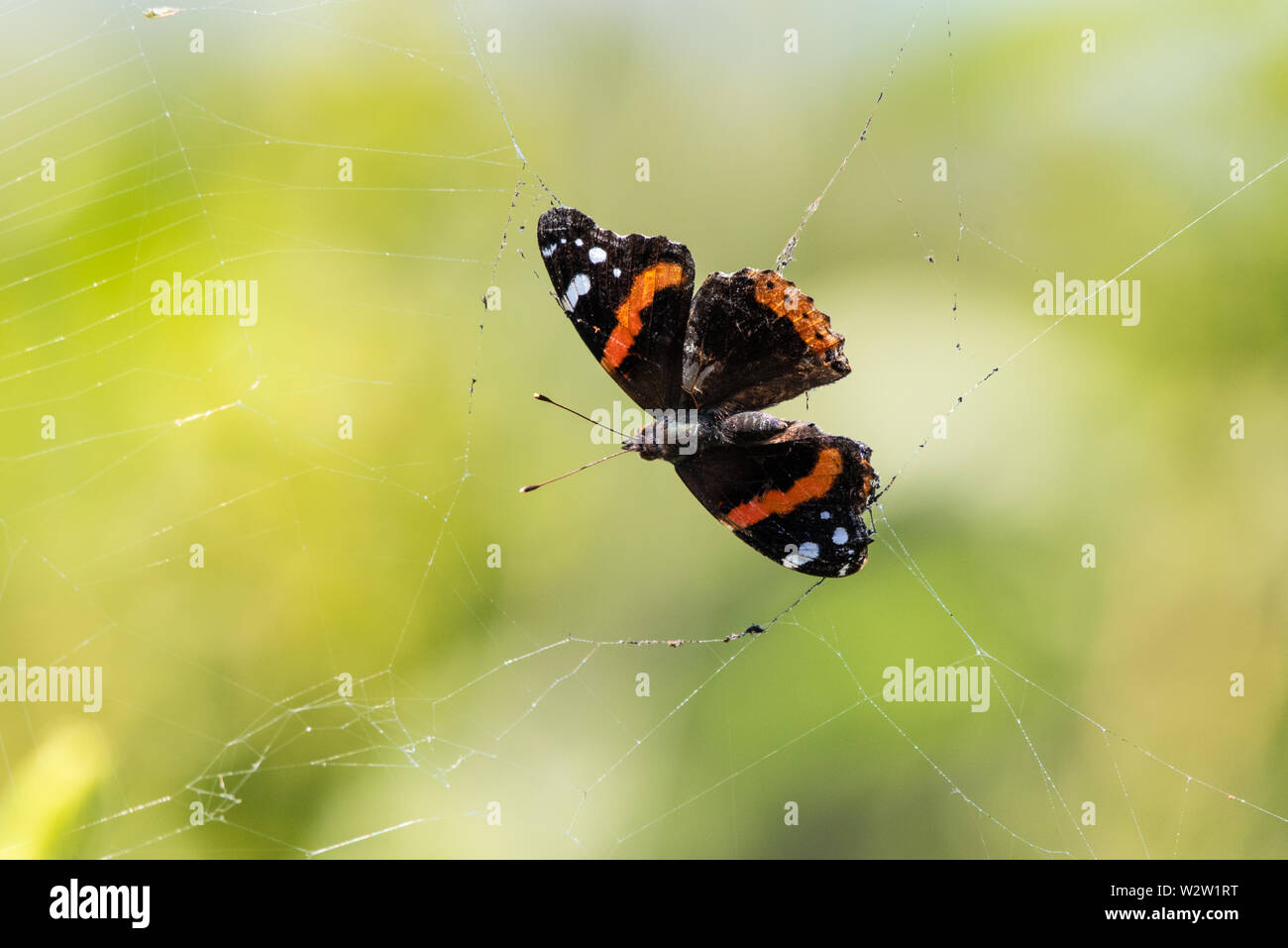 Ailes de la Fox Moth sont collés sur la toile d'araignée et pris au piège. Banque D'Images