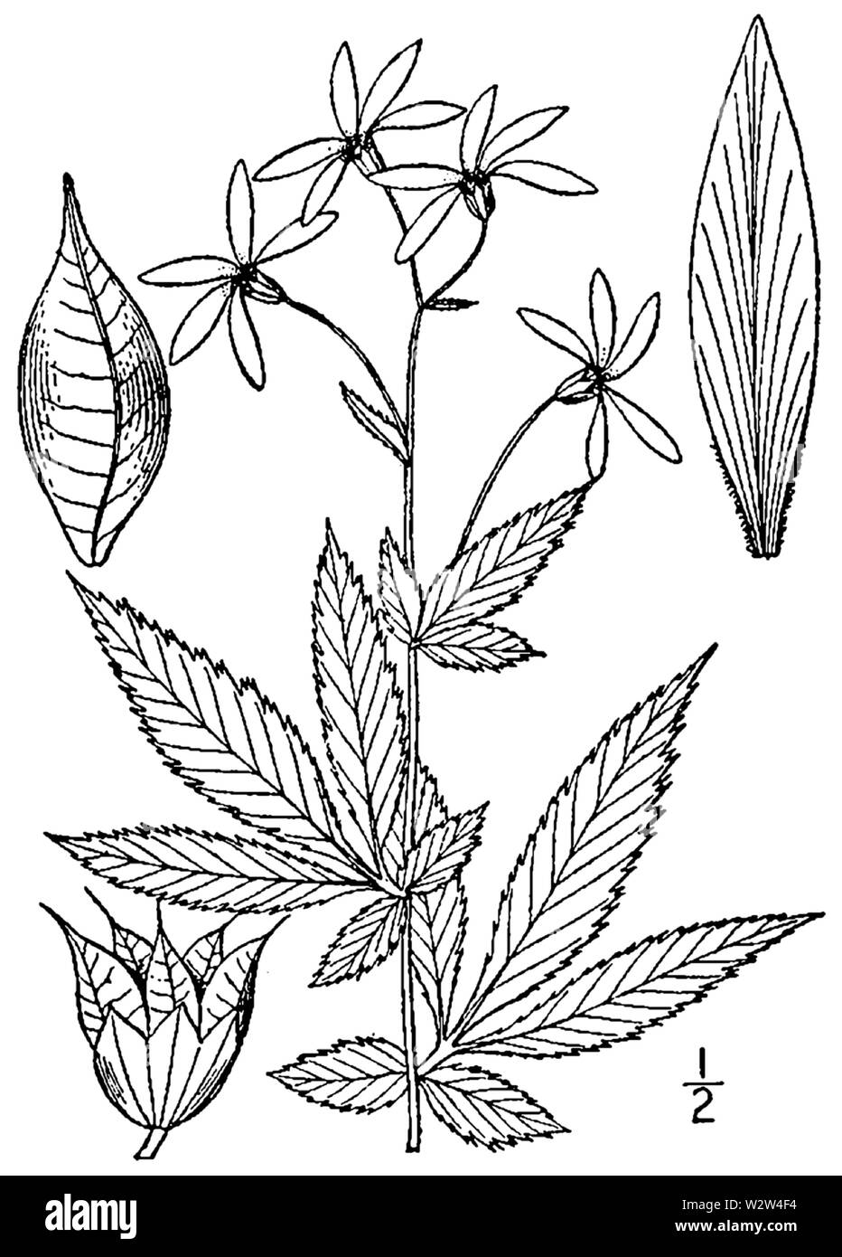 Gillenia stipulata BB-1913 Banque D'Images