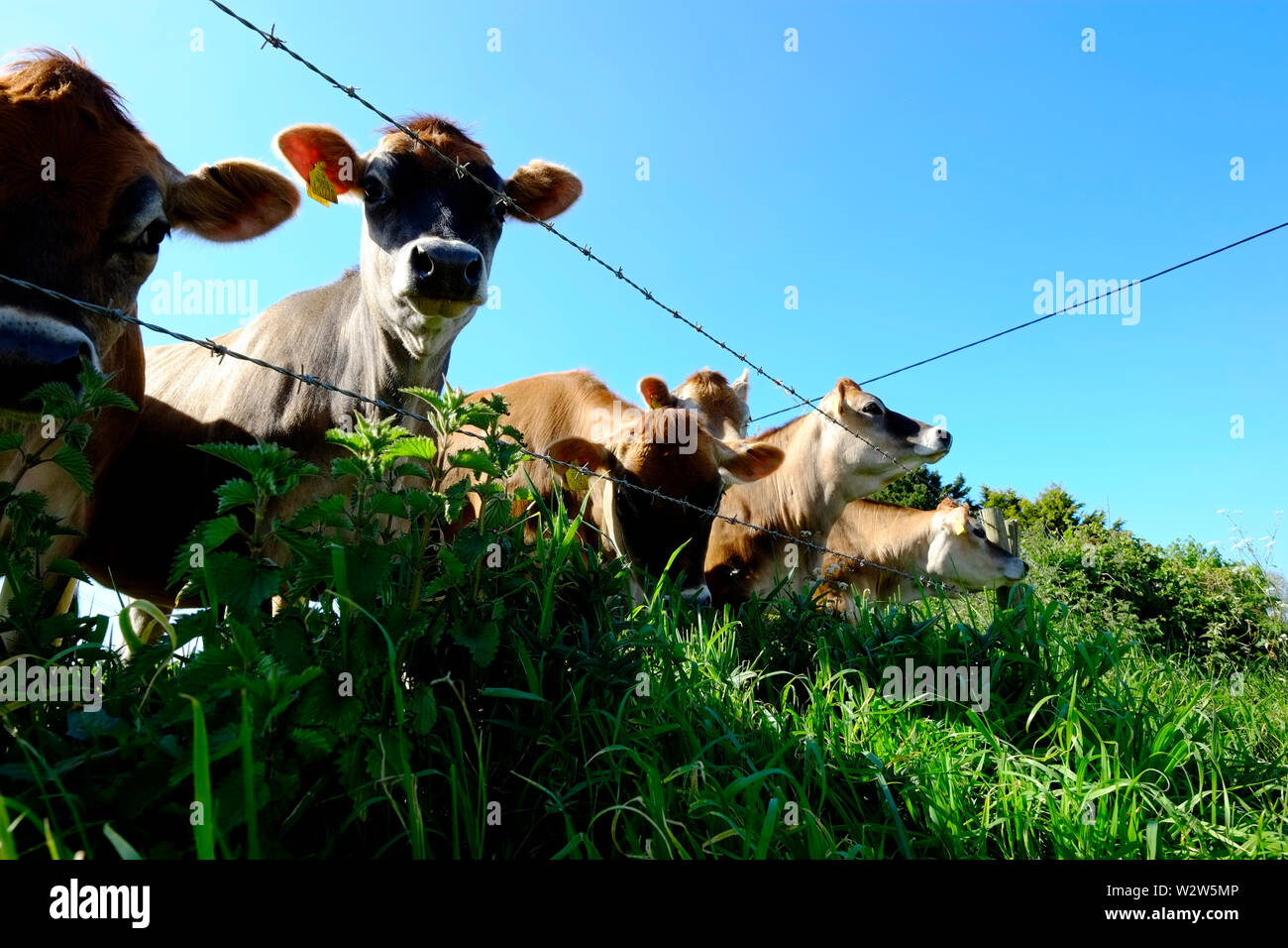 Vaches de Jersey à être curieux à l'escrime stock Banque D'Images