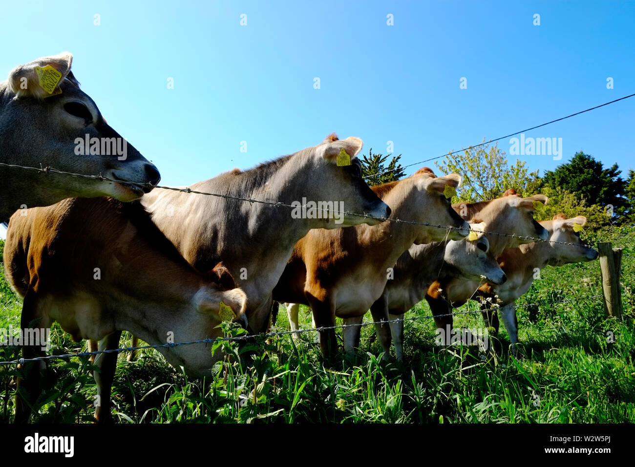 Vaches de Jersey à être curieux à l'escrime stock Banque D'Images