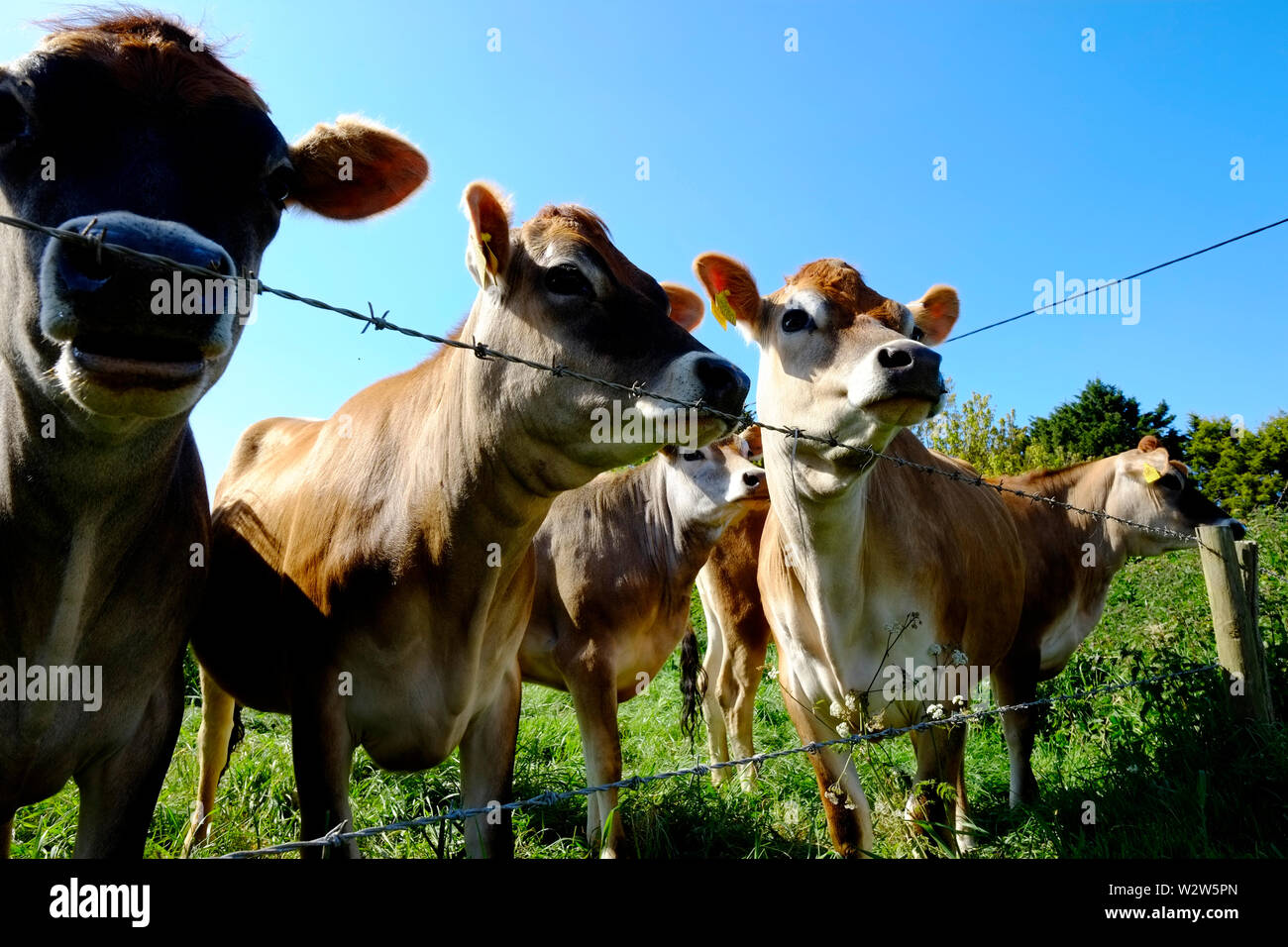 Vaches de Jersey à être curieux à l'escrime stock Banque D'Images