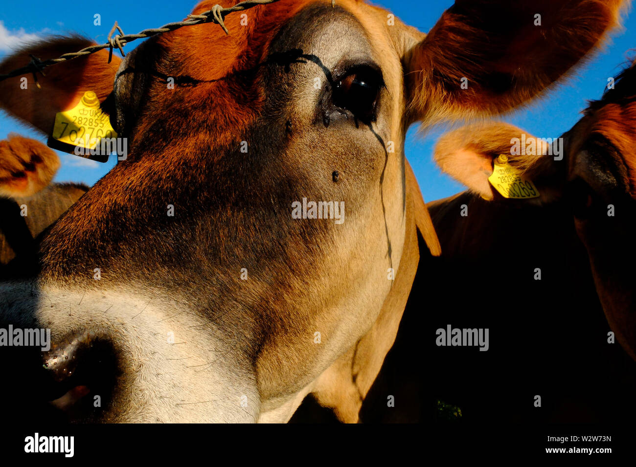 Vaches de Jersey à être curieux à l'escrime stock Banque D'Images