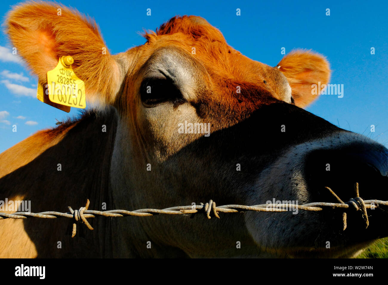 Vaches de Jersey à être curieux à l'escrime stock Banque D'Images