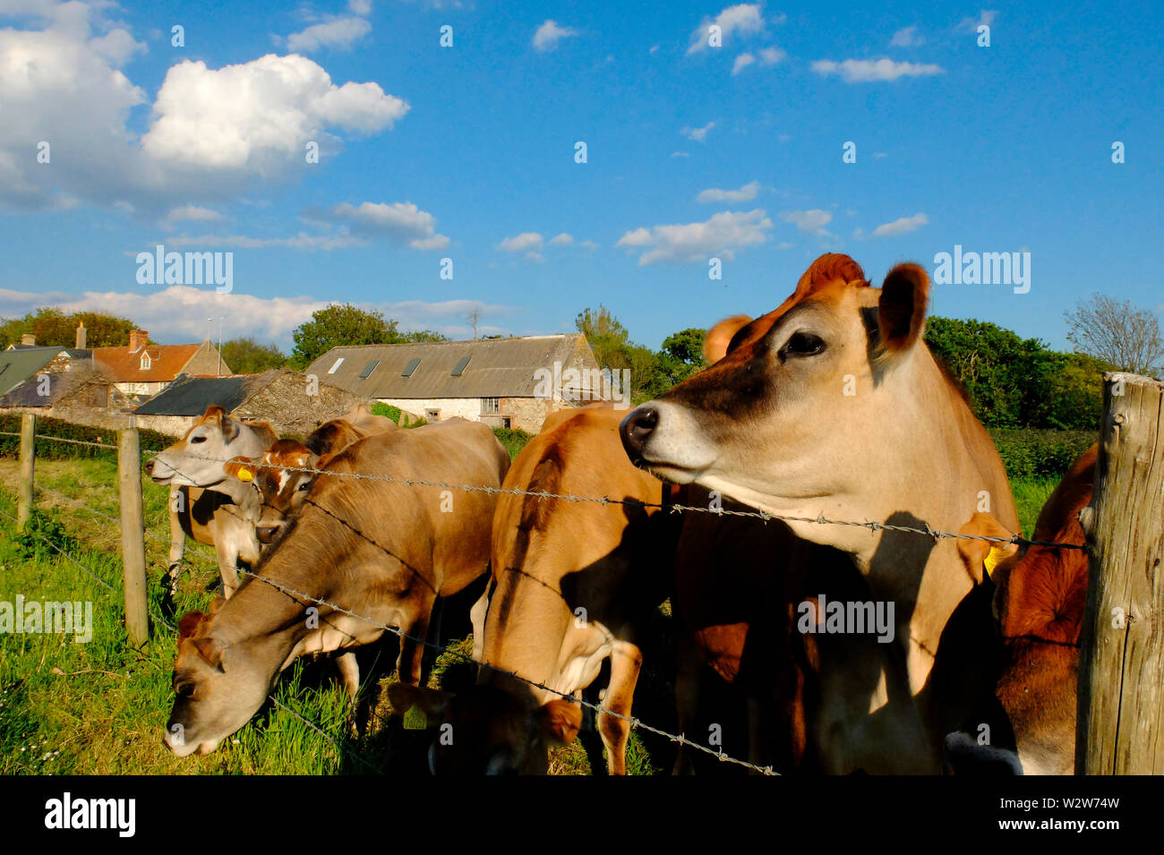 Vaches de Jersey à être curieux à l'escrime stock Banque D'Images