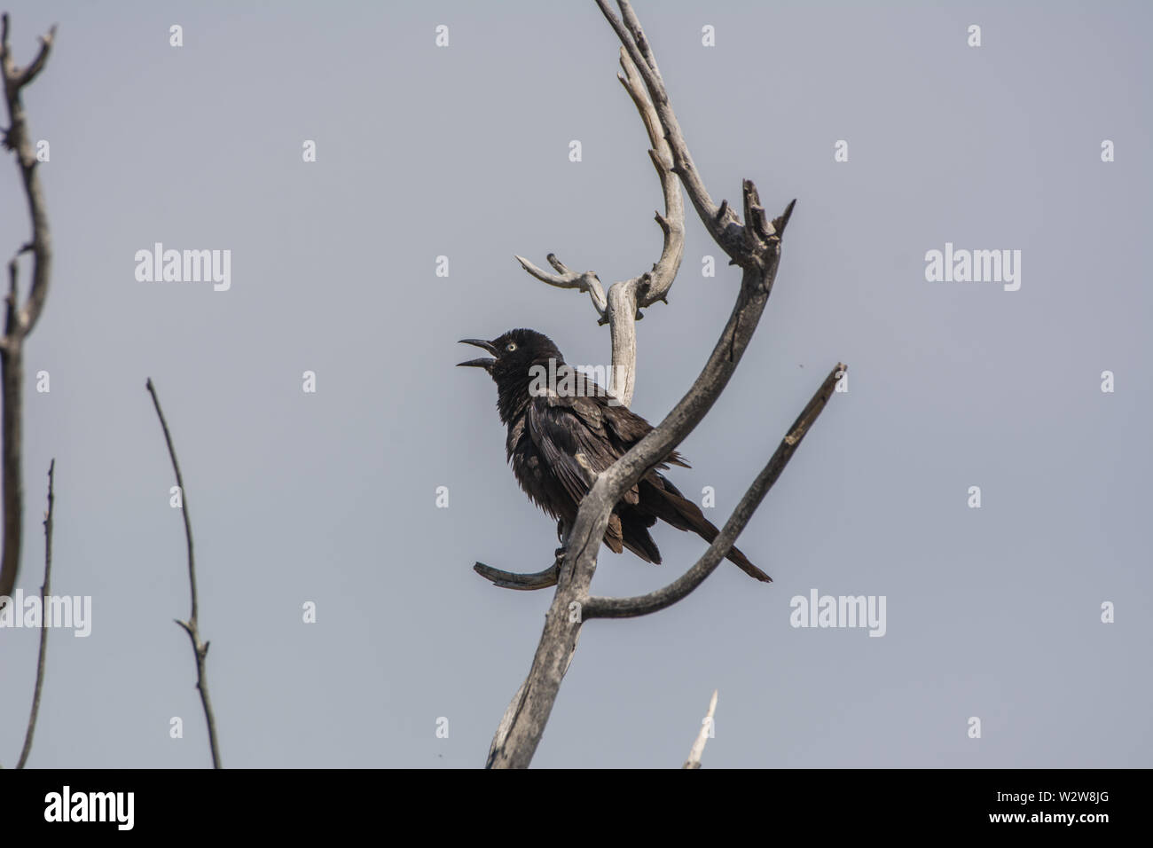 Le Blackbird de Brewer (Euphagus cyanocephalus) du comté de Douglas, Colorado, États-Unis. Banque D'Images