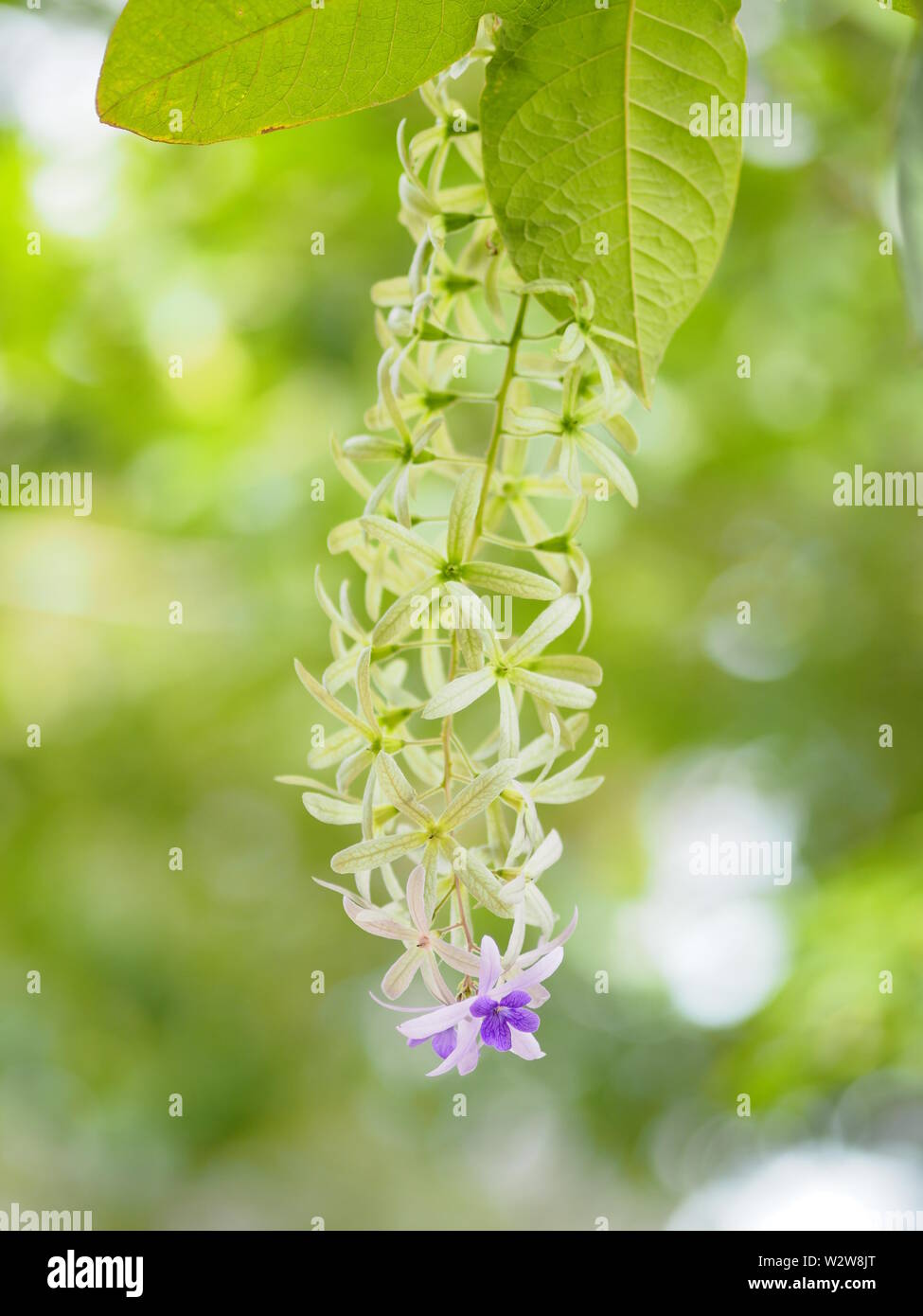 Fleur pourpre bouquet de cinq pétales, comme un pétale, 5-a souligné le haut des pétales sont velues, la base des pétales est connecté au tube, à l'intérieur Banque D'Images