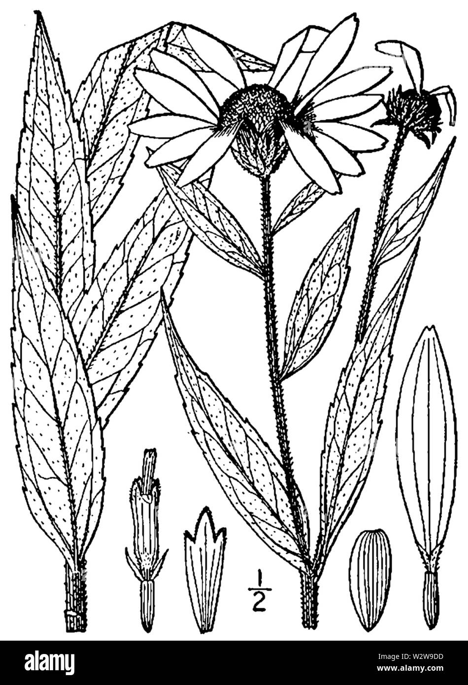 Helianthus giganteus BB-1913 Banque D'Images