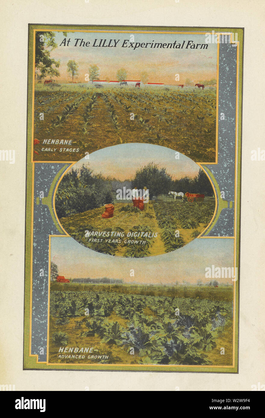 À la Ferme expérimentale de Lilly - Jusquiame noire ; Eli Lilly and Company. "À la Ferme expérimentale de Lilly - Jusquiame noire" de l'encre sur du papier, de la main Livre de pharmacie et thérapeutique. Indianapolis, Indiana, c1919. Trois photographies en couleur des champs de plantes médicinales avec les travailleurs et les chevaux présents. Les plantes médicinales sont jusquame noire et digitaliques. Eli Lilly and Company a couru la ferme expérimentale d'essayer de propager les plantes médicaments plus puissant que ceux importés de l'Europe. Peut lire : à la Ferme expérimentale de Lilly, JUSQUAME NOIRE - premières étapes, la récolte de la digitaline - PREMIÈRE ANNÉE DE CROISSANCE, et de la jusquiame noire - ADVA Banque D'Images