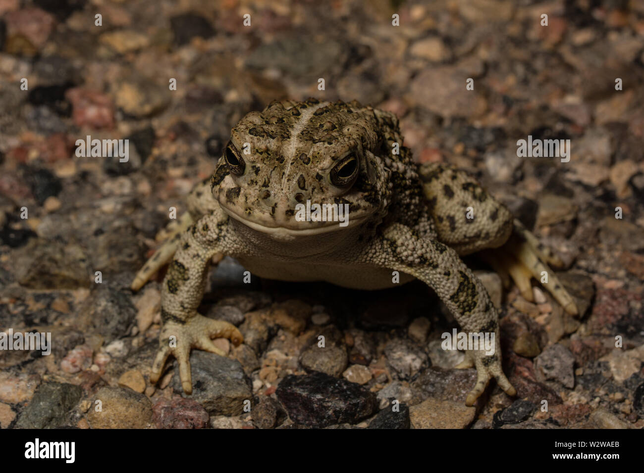 Rocky Mountain (Toad Anaxyrus woodhousii woodhousii) de Otero County, Colorado, USA. Banque D'Images