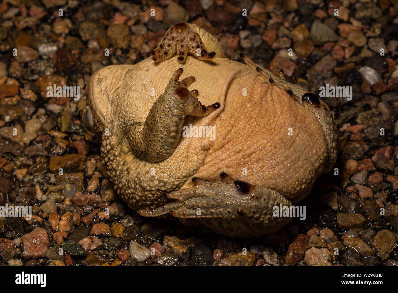 Rocky Mountain (Toad Anaxyrus woodhousii woodhousii) de Otero County, Colorado, USA. Banque D'Images