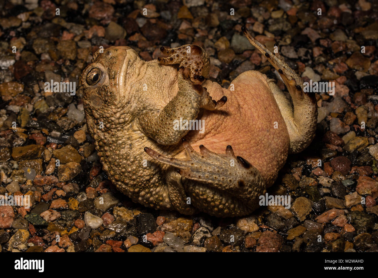 Rocky Mountain (Toad Anaxyrus woodhousii woodhousii) de Otero County, Colorado, USA. Banque D'Images