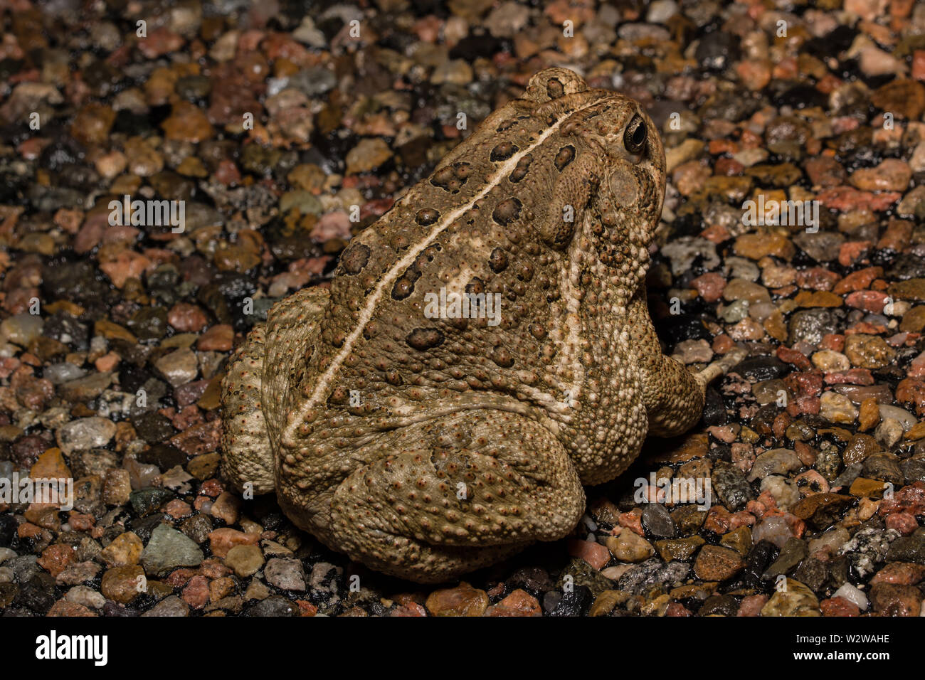 Rocky Mountain (Toad Anaxyrus woodhousii woodhousii) de Otero County, Colorado, USA. Banque D'Images