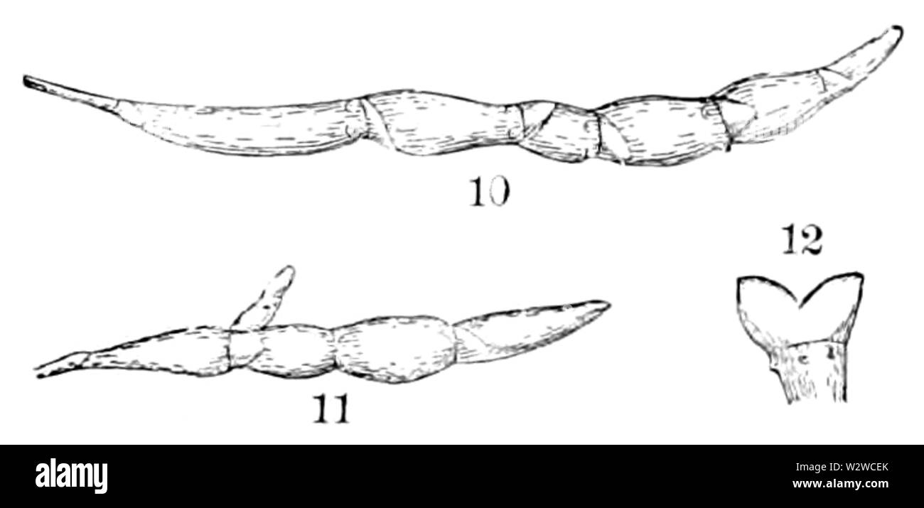 Hydrocotyle americana Note-10-12 Banque D'Images