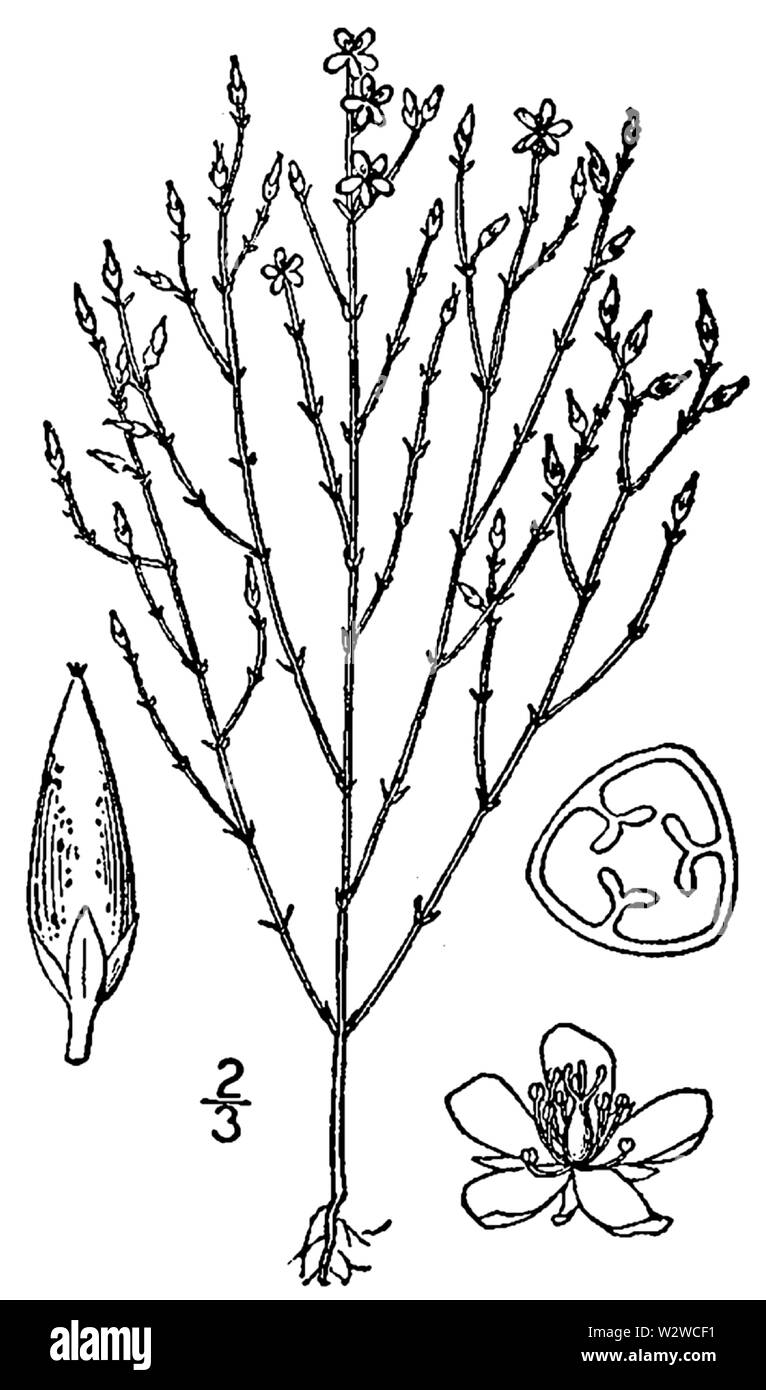 Illustration botanique de Gunnera manicata Hypericum de 1913. Banque D'Images