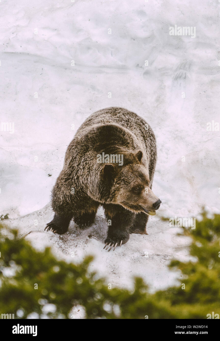 Sur l'ours grizzli Grouse Mountain Banque D'Images