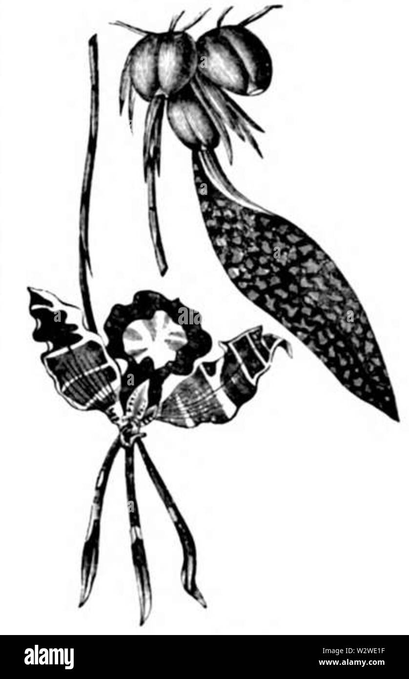 Illustrirte Zeitung (1843) 02 0112 l'Oncidium Papilio Banque D'Images