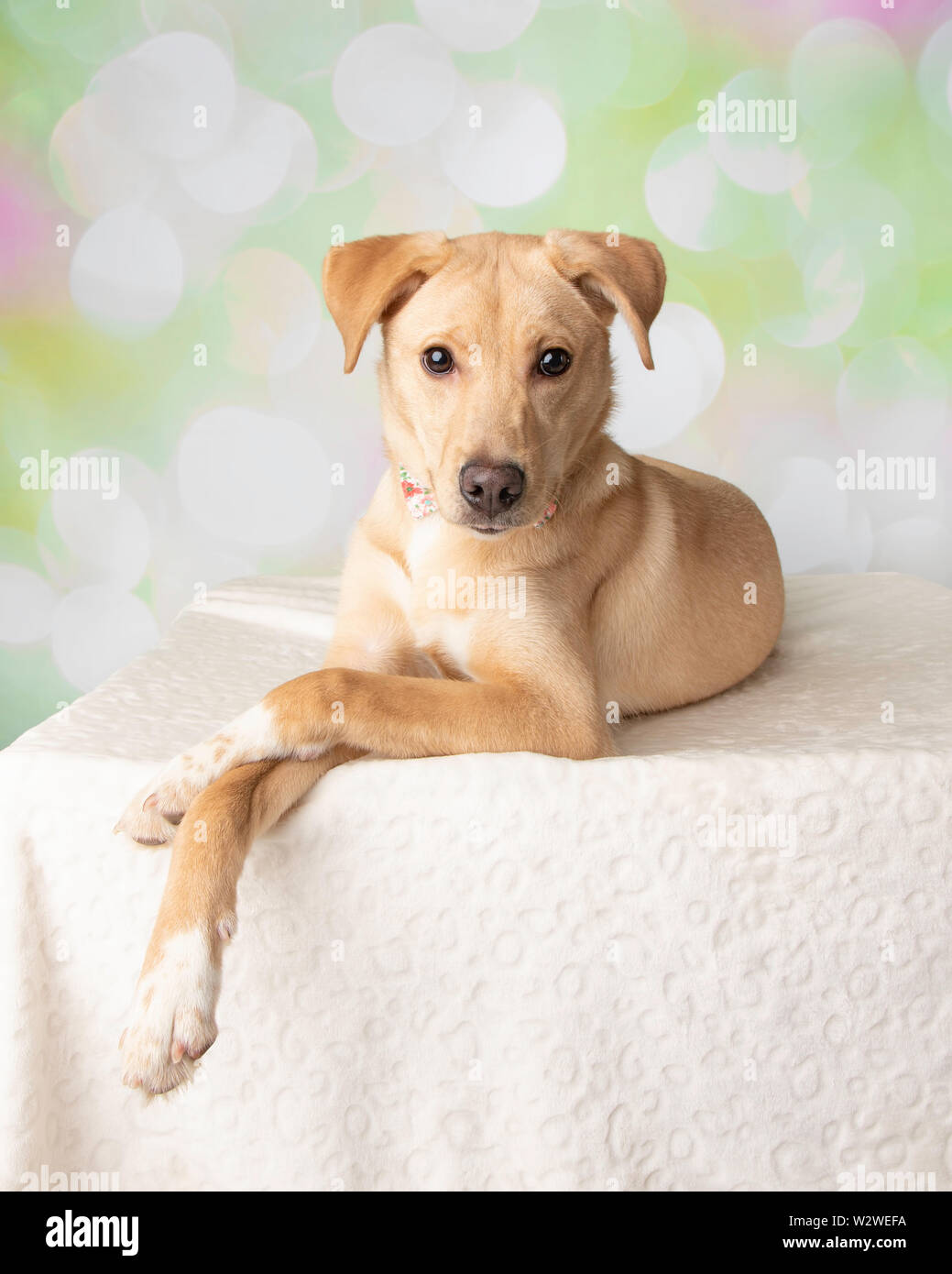 Portrait de chien labrador Mix avec fond coloré couché Photo Stock - Alamy