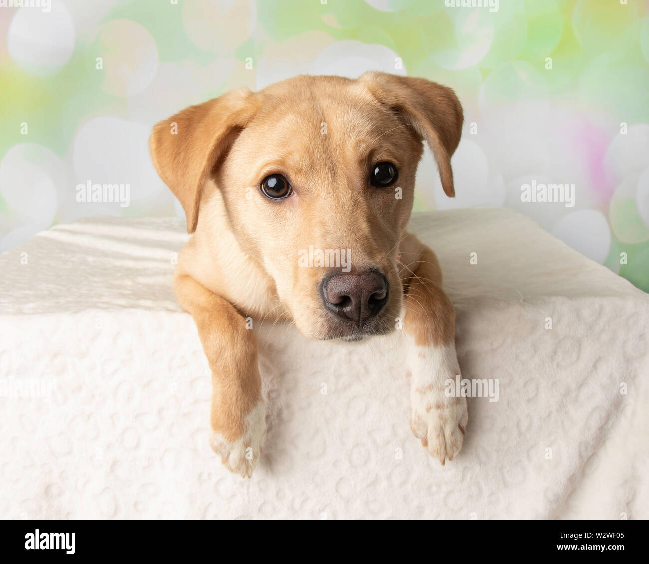 Portrait de chien labrador Mix avec fond coloré couché Banque D'Images