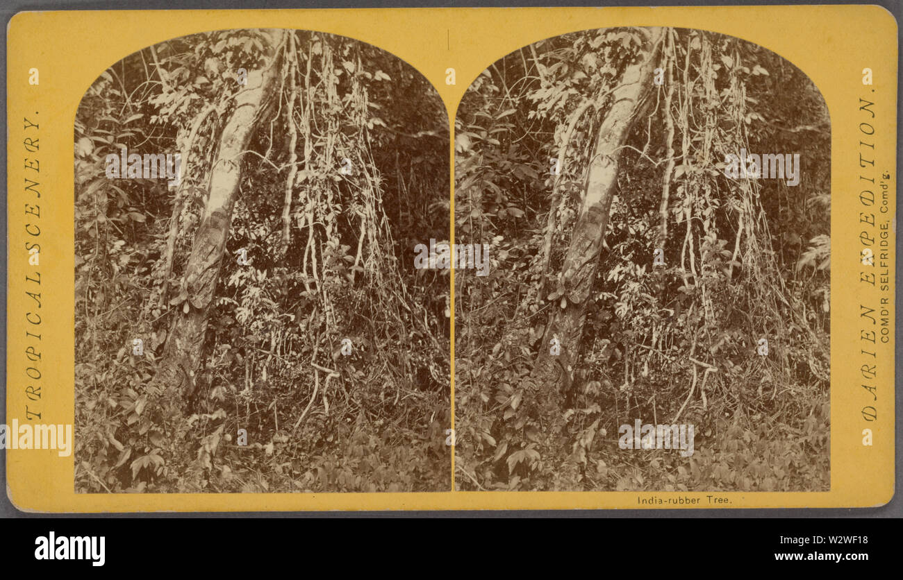 Arbre généalogique de caoutchouc, de Robert N Dennis collection de vues stéréoscopiques Banque D'Images