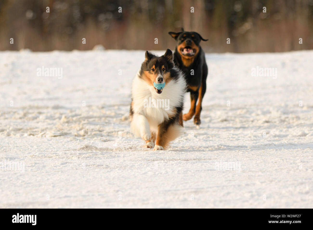 Shetland Sheepdog et Rottweiler Jouer Fetch dans la neige en hiver Banque D'Images