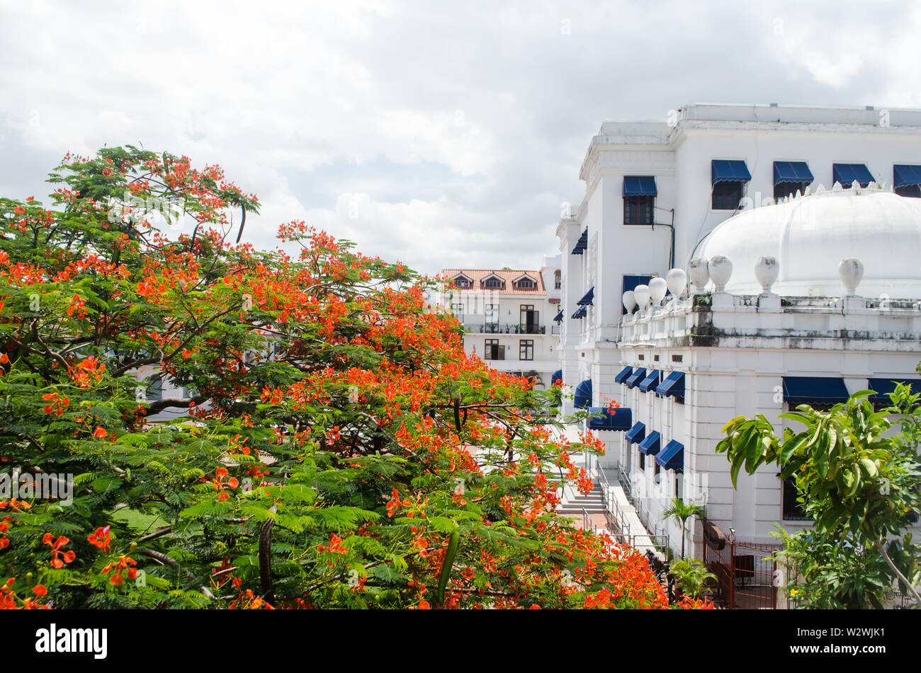 Vue depuis la Plaza français dans Casco Viejo, une belle en fleur flamboyant décorer le centre de la place avec des fleurs rouges. Banque D'Images