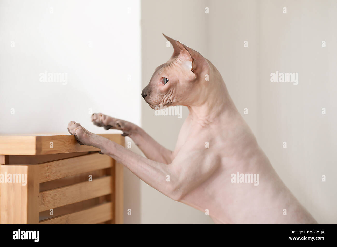Funny cat sphynx à la maison Banque D'Images