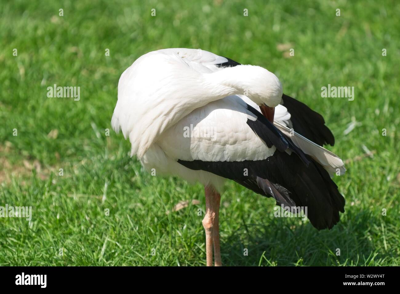Stork, Ciconia ciconia, enroulé sur lui-même Banque D'Images