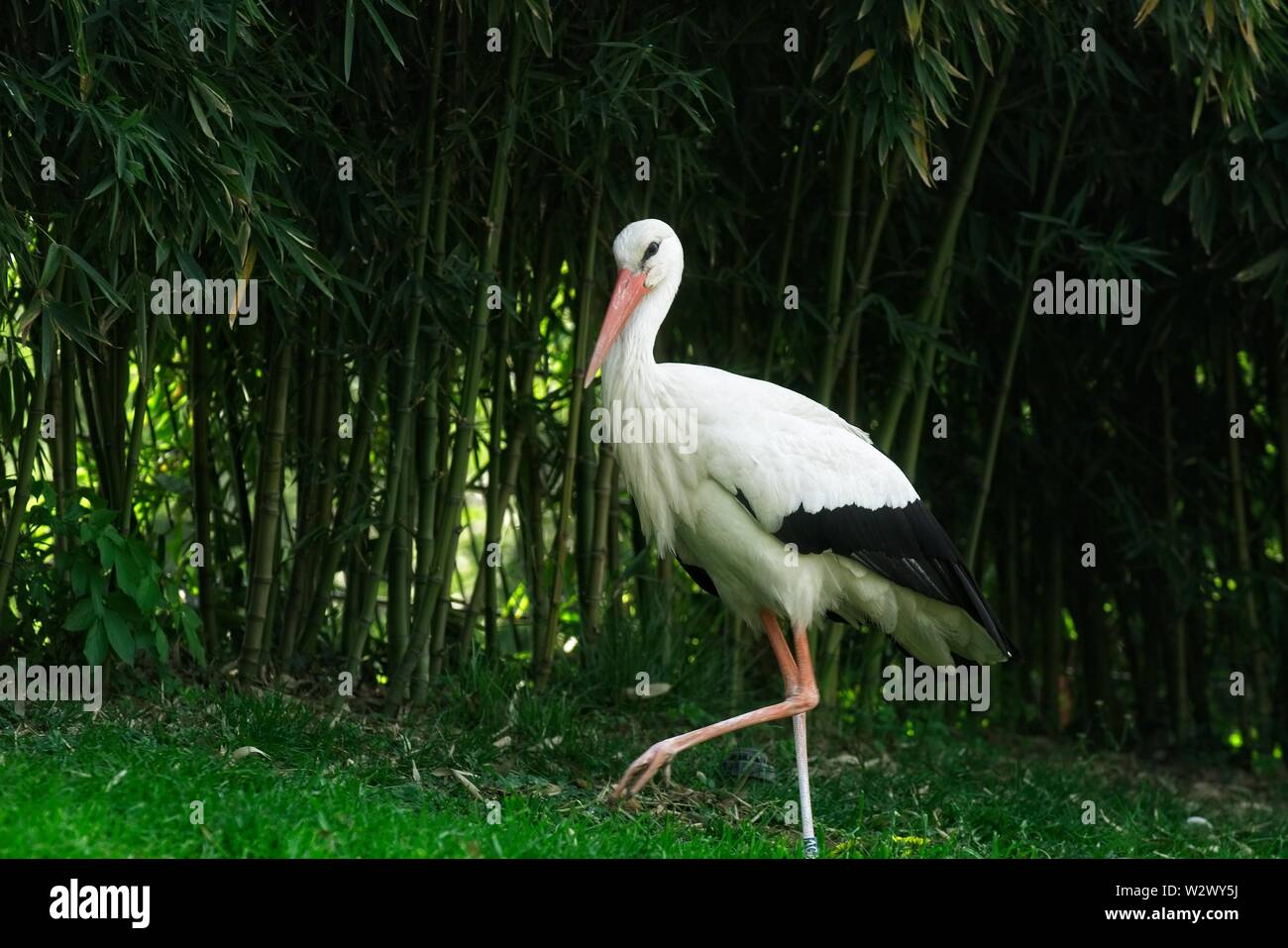 Stork, Ciconia ciconia, marcher dans la nature, avec du bambou dans le dos Banque D'Images