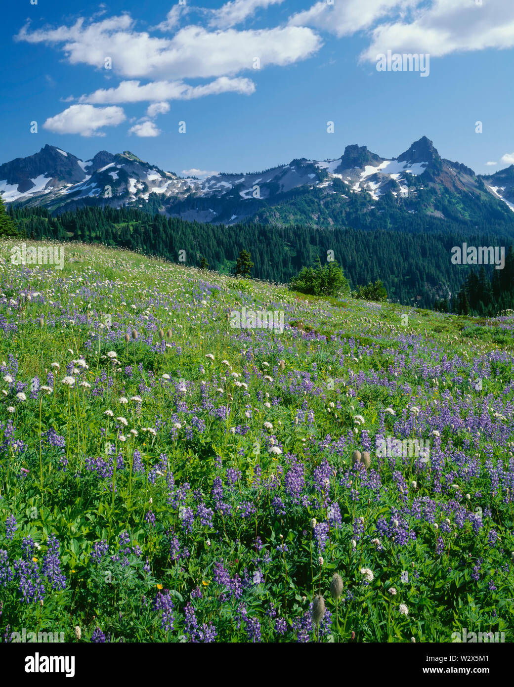 USA, Washington, Mt. Rainier National Park, à forte densité de fleurs de lupin et Renouée bistorte et sommets de la gamme Tatoosh, le paradis. Banque D'Images
