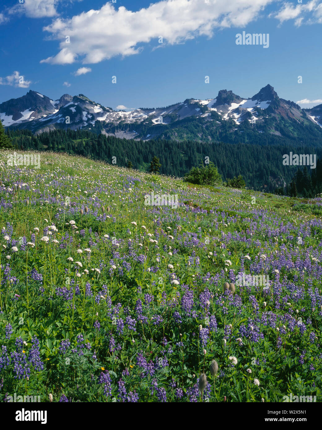 USA, Washington, Mt. Rainier National Park, à forte densité de fleurs de lupin et Renouée bistorte et sommets de la gamme Tatoosh, le paradis. Banque D'Images