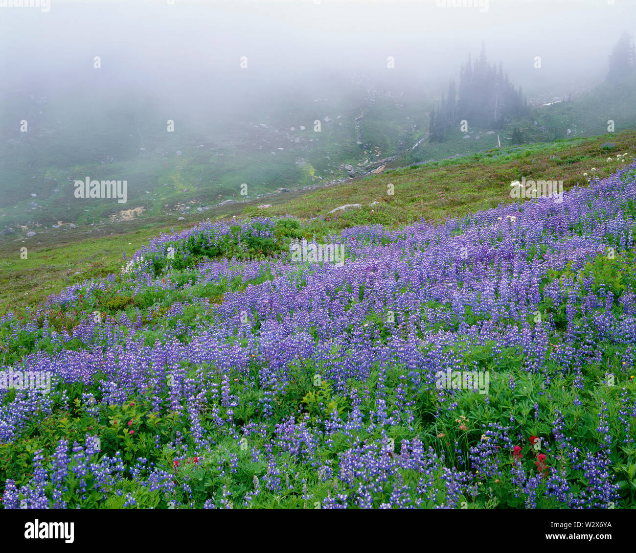 USA, Washington, Mt. Rainier National Park, lupin à feuilles larges, pinceau et en fleurs spirée avec adoucissement brouillard le paradis lointain pré ; salon. Banque D'Images