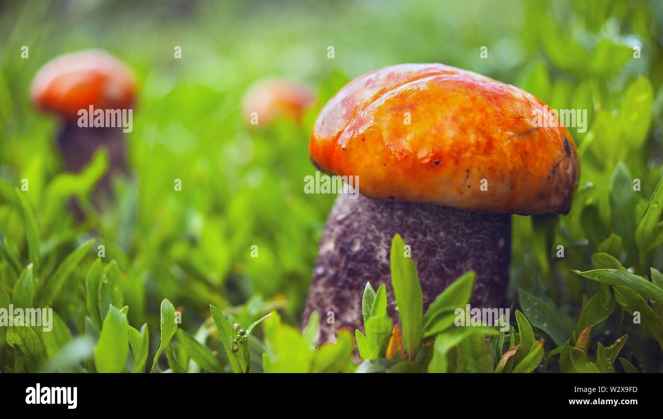 Un gros champignon, Red-Capped Manomannette Scaber le Leccinum aurantiacum (champignons) et deux petits dans l'herbe après la pluie sur une journée ensoleillée. Banque D'Images