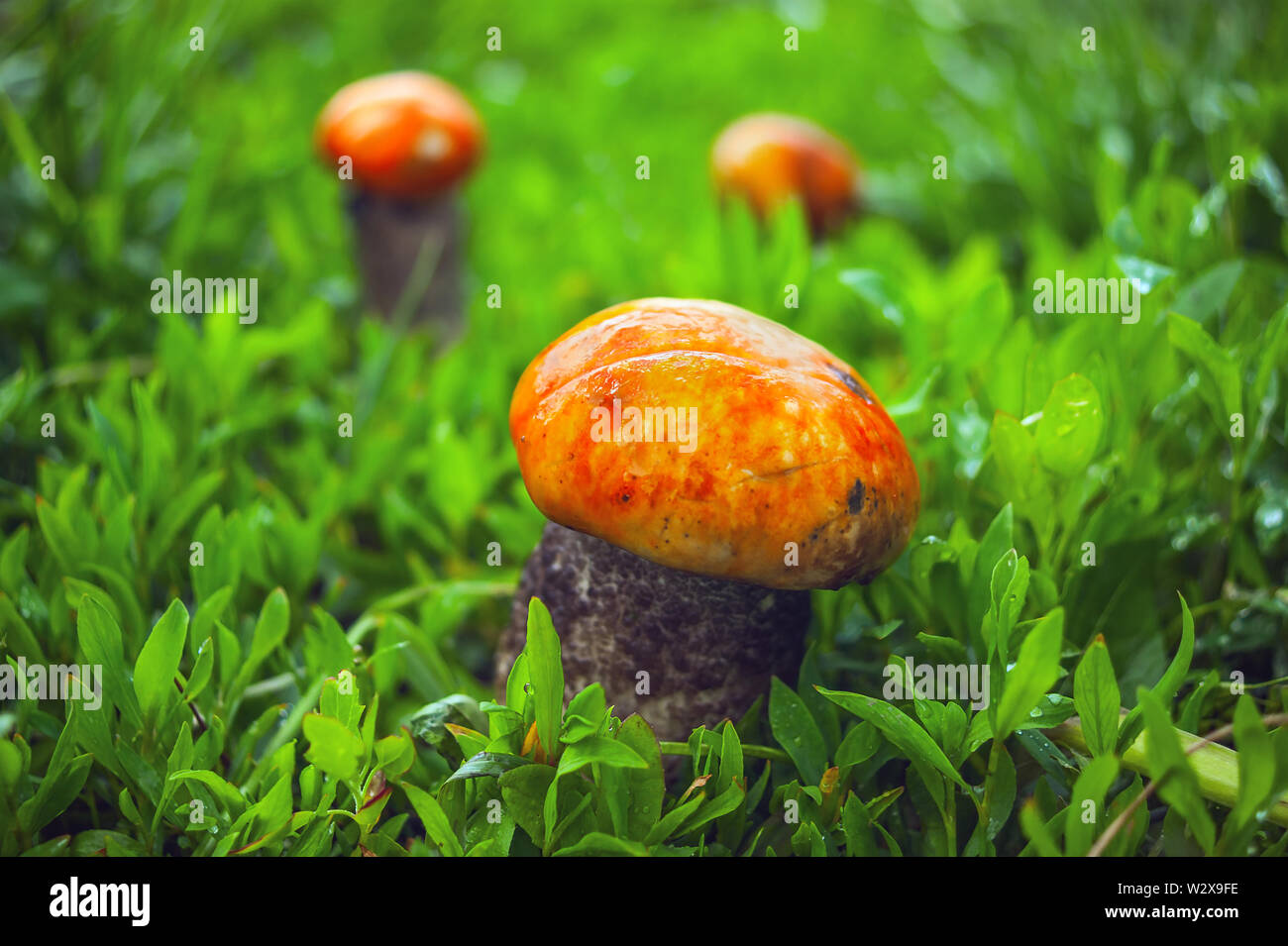 Un gros champignon, Red-Capped Manomannette Scaber le Leccinum aurantiacum (champignons) et deux petits dans l'herbe après la pluie sur une journée ensoleillée. Banque D'Images