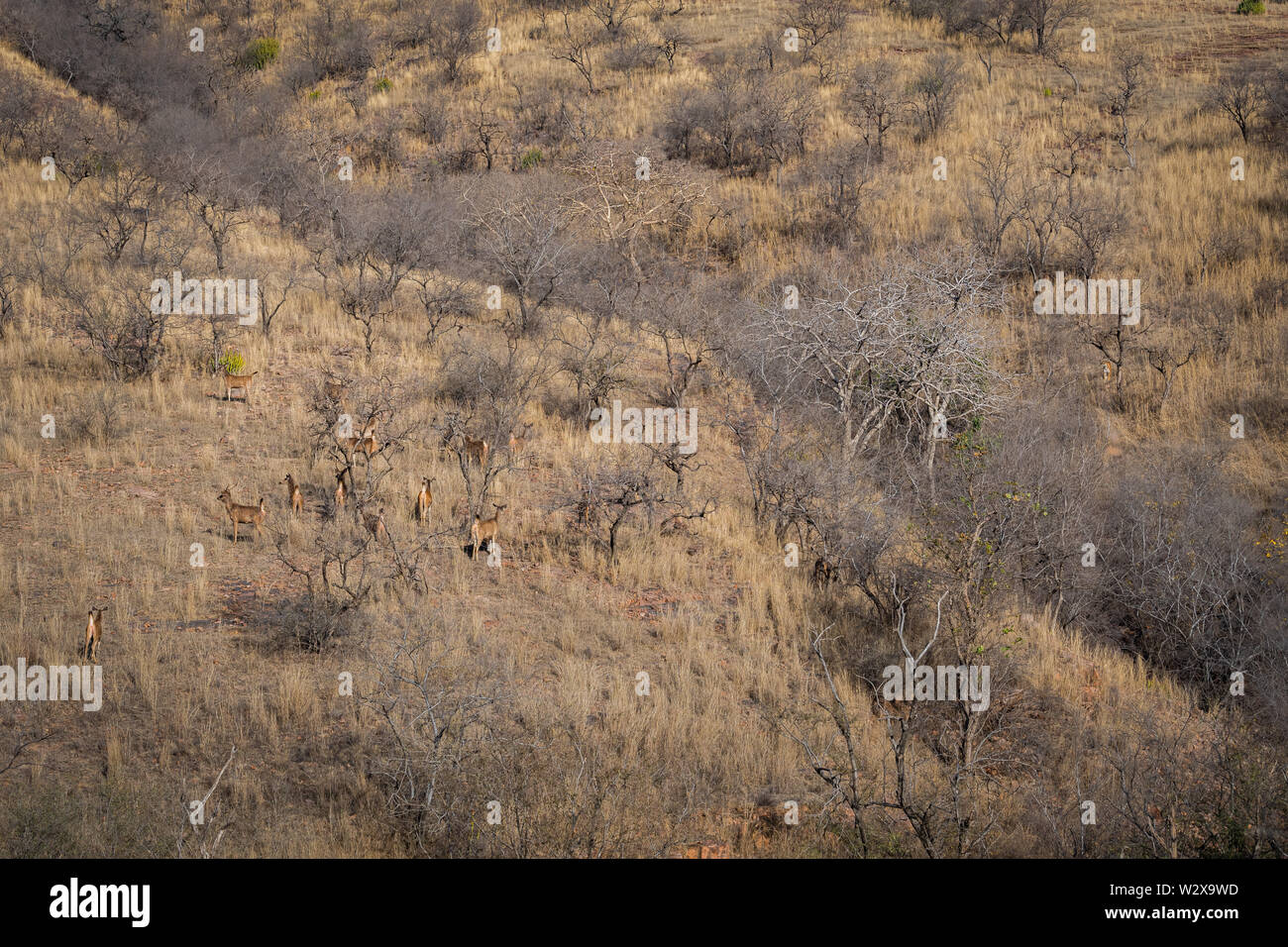 Droit de l'habitat avec un tigre femelle et d'alerte au cerf sambar Le parc national de Ranthambore. Une belle tigresse Noor à la recherche de proies dans la colline à sec Banque D'Images