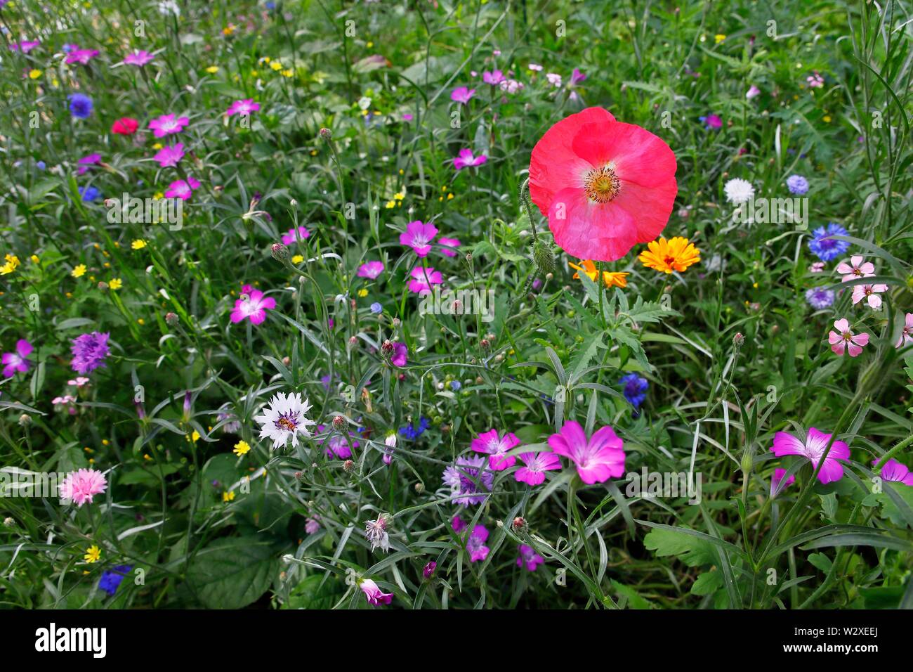Poppyflower (pavot), bleuet (Centaurea cyanus), Commun corncockle (Agrostemma githago), souci (Calendula officinalis) et d'autres en Banque D'Images