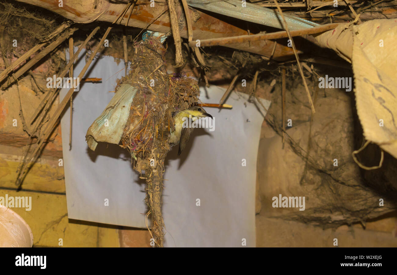 Humming Bird nourrissant ses bébés dans le nid, humming bird nest dans une maison. Banque D'Images