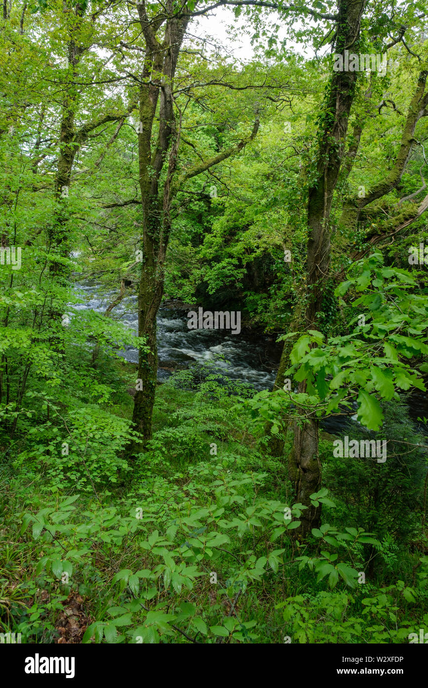 Rivière Dart Devon Dartmoor en Angleterre Banque D'Images