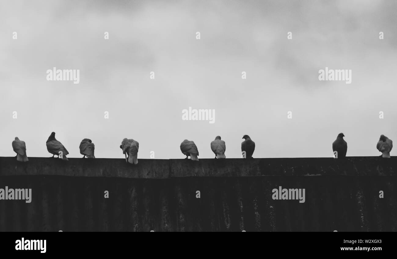 Les pigeons s'asseoir et se reposer sur le toit à l'extérieur de la chambre Banque D'Images Les pigeons s'asseoir et se reposer sur le toit à l'extérieur de la chambre Banque D'Images