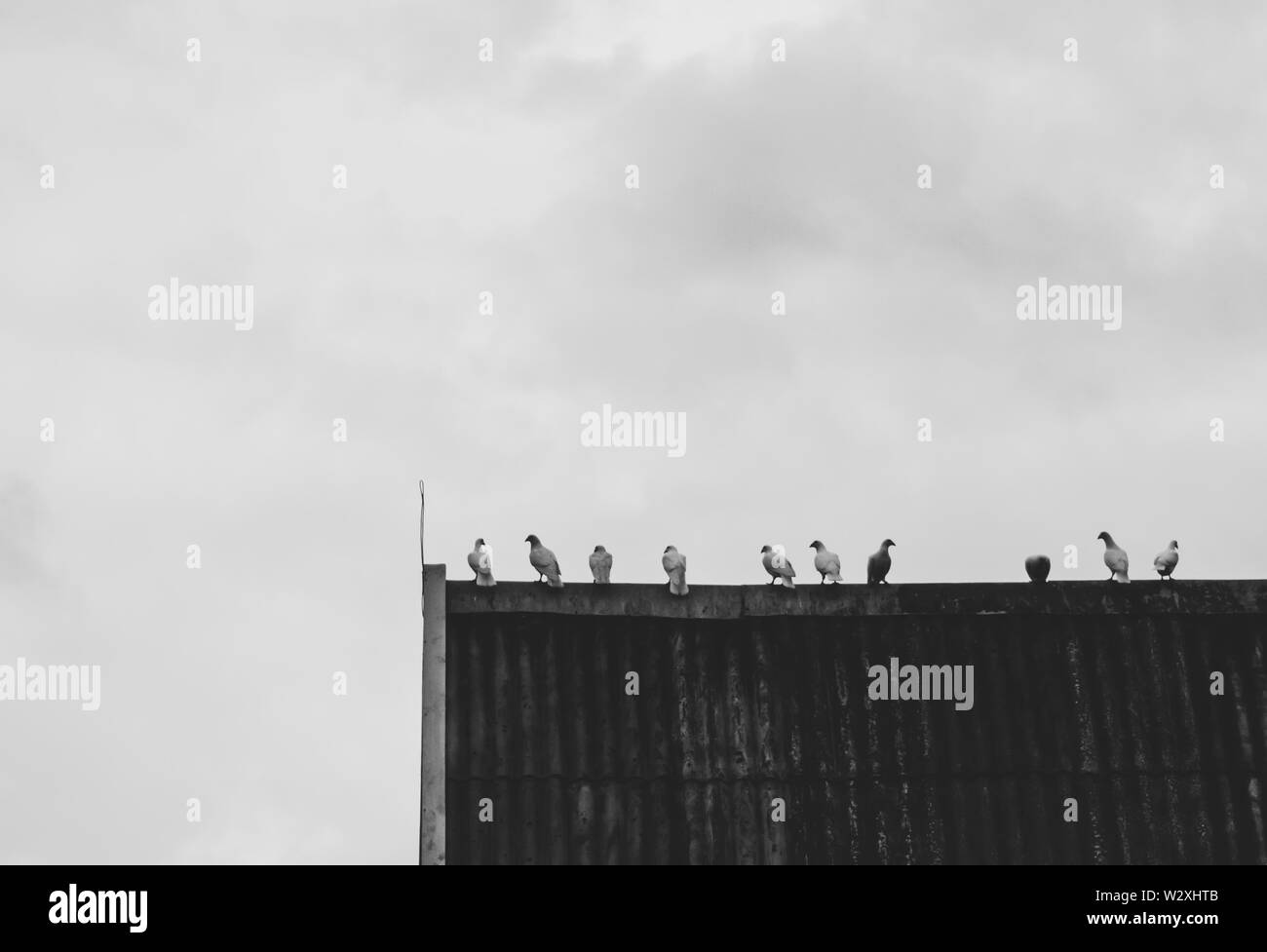 Les pigeons s'asseoir et se reposer sur le toit à l'extérieur de la chambre Banque D'Images Les pigeons s'asseoir et se reposer sur le toit à l'extérieur de la chambre Banque D'Images