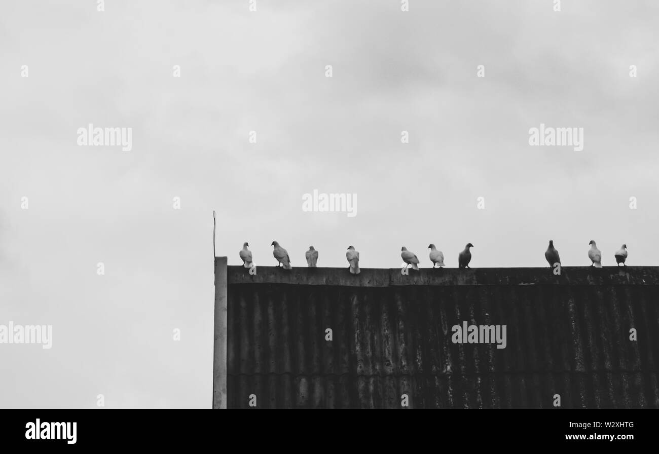 Les pigeons s'asseoir et se reposer sur le toit à l'extérieur de la chambre Banque D'Images Les pigeons s'asseoir et se reposer sur le toit à l'extérieur de la chambre Banque D'Images