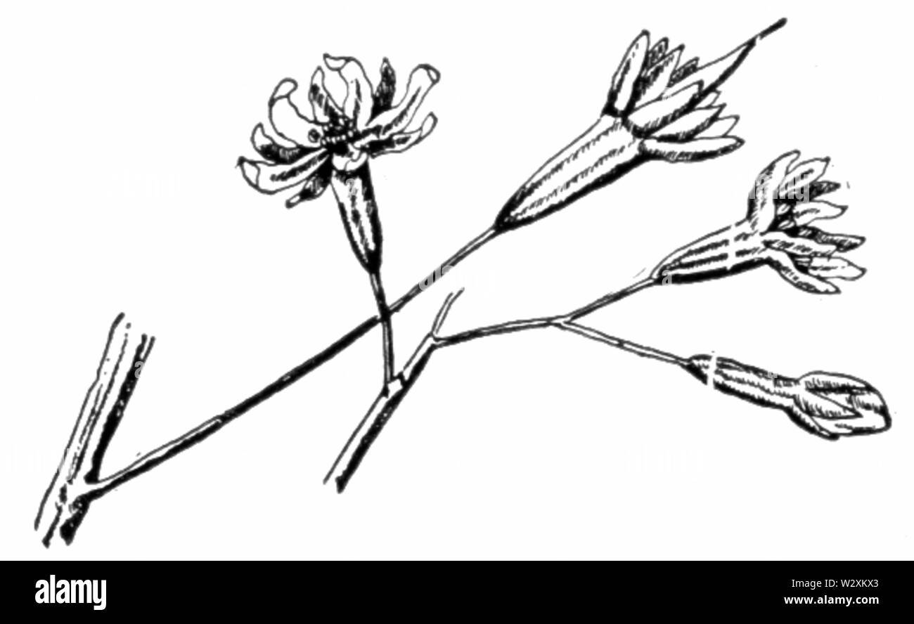 Chicot févier fleurs Banque D'Images