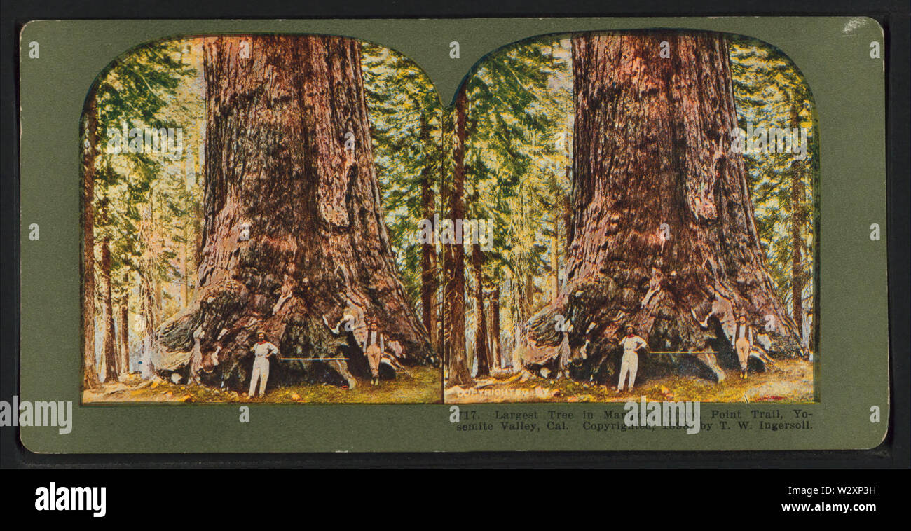 Plus grand arbre à Mariposa Grove, Point Trail, Yosemite Valley, Cal, par Ingersoll, T W (Truman Ward), 1862-1922 Banque D'Images