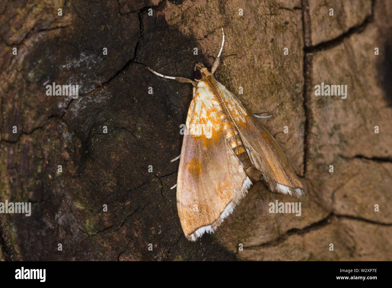 Hainbuchen-Zünsler Hainbuchenzünsler Buchenzünsler,,,, Buchen-Zünsler Agrotera nemoralis, belle perle, famille des Zünsler Crambids,, Banque D'Images